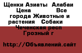 Щенки Азиаты (Алабаи) › Цена ­ 20 000 - Все города Животные и растения » Собаки   . Чеченская респ.,Грозный г.